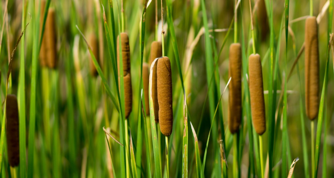 11 eetbare planten die je in Nederland kunt plukken Bedrock