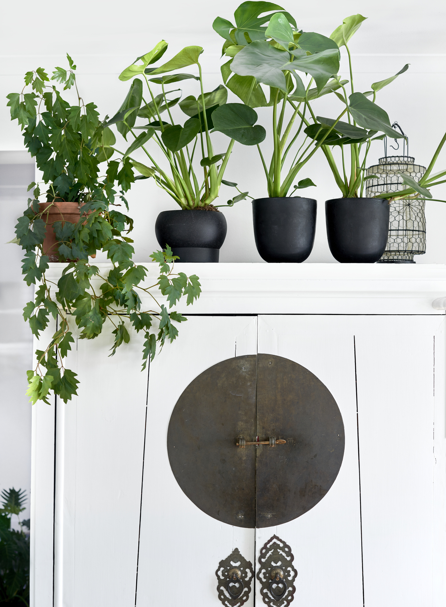 Planten voelen elkaar