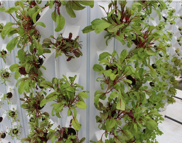 vertical farming muur