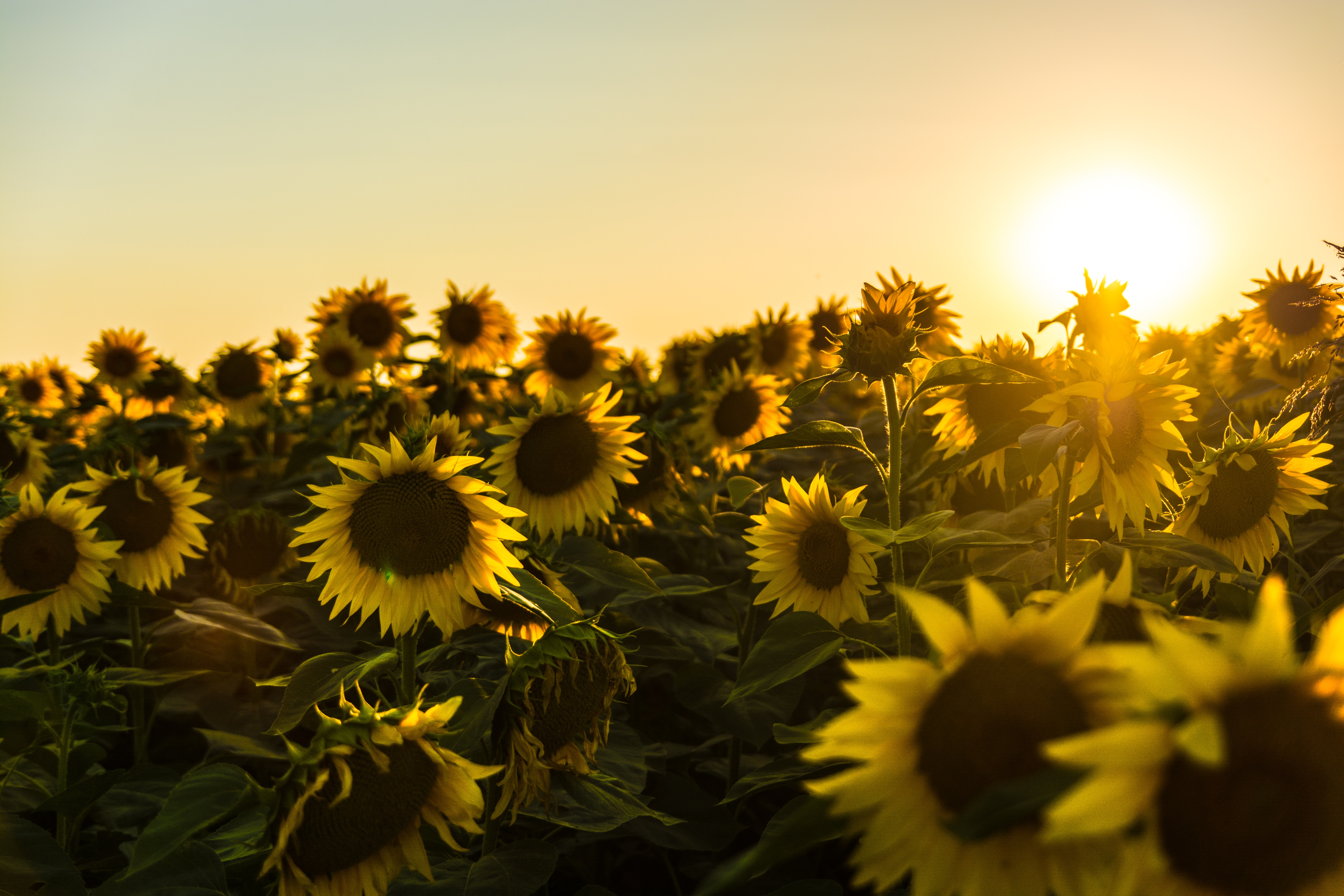 veld met zonnebloemen