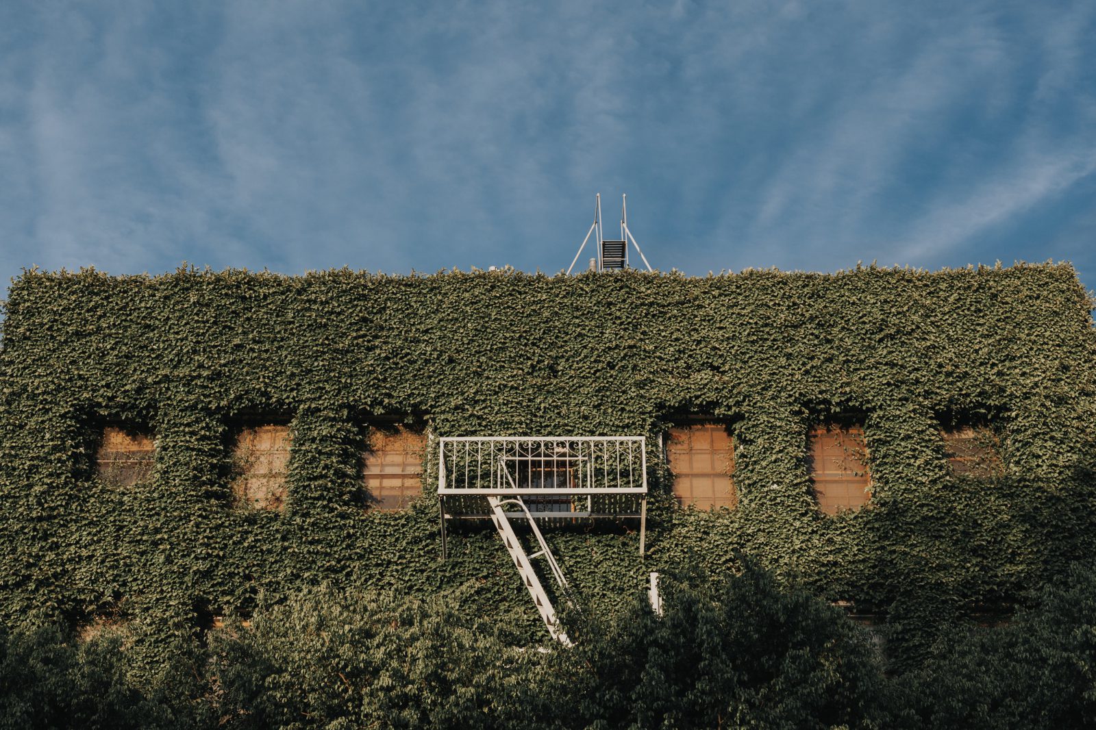 klimop huis begroeid met planten