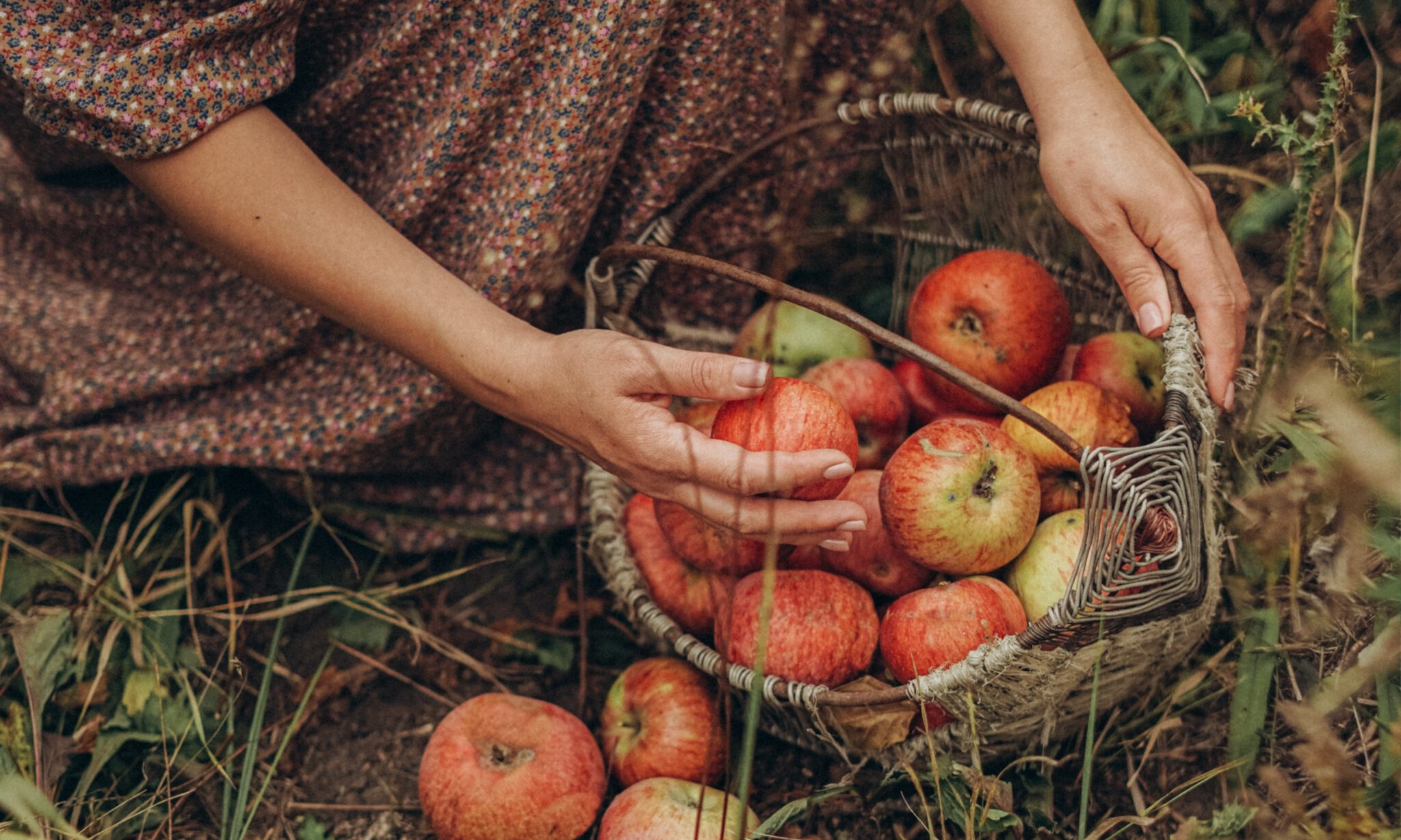 Vrouw die in voedselbos appels heeft gevonden