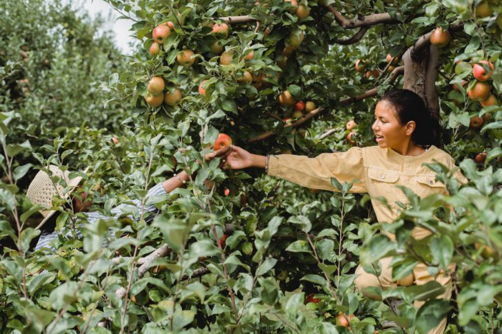 Meisjes plukken appels