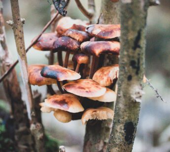 mushrooms in bos