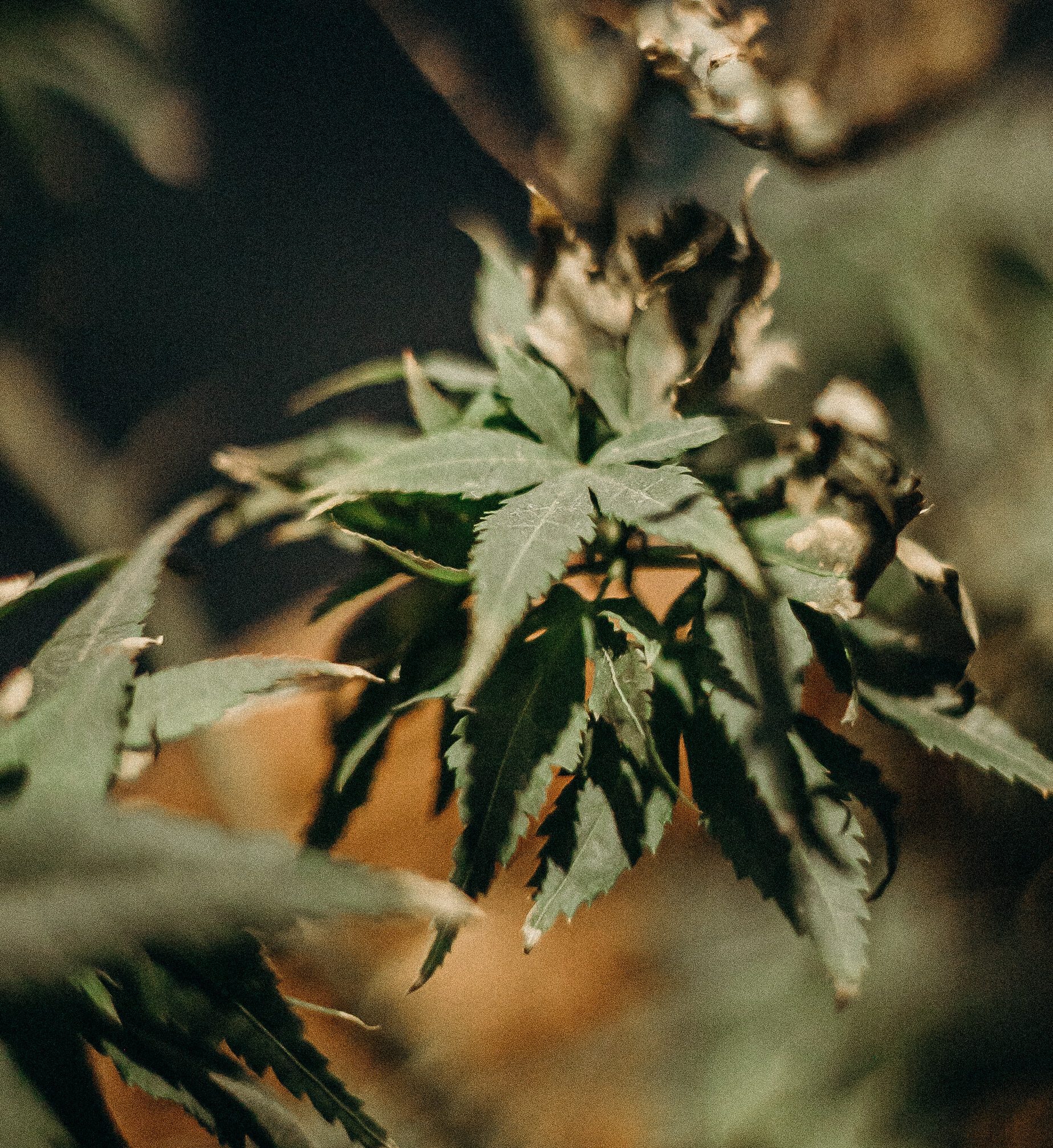 wietplant