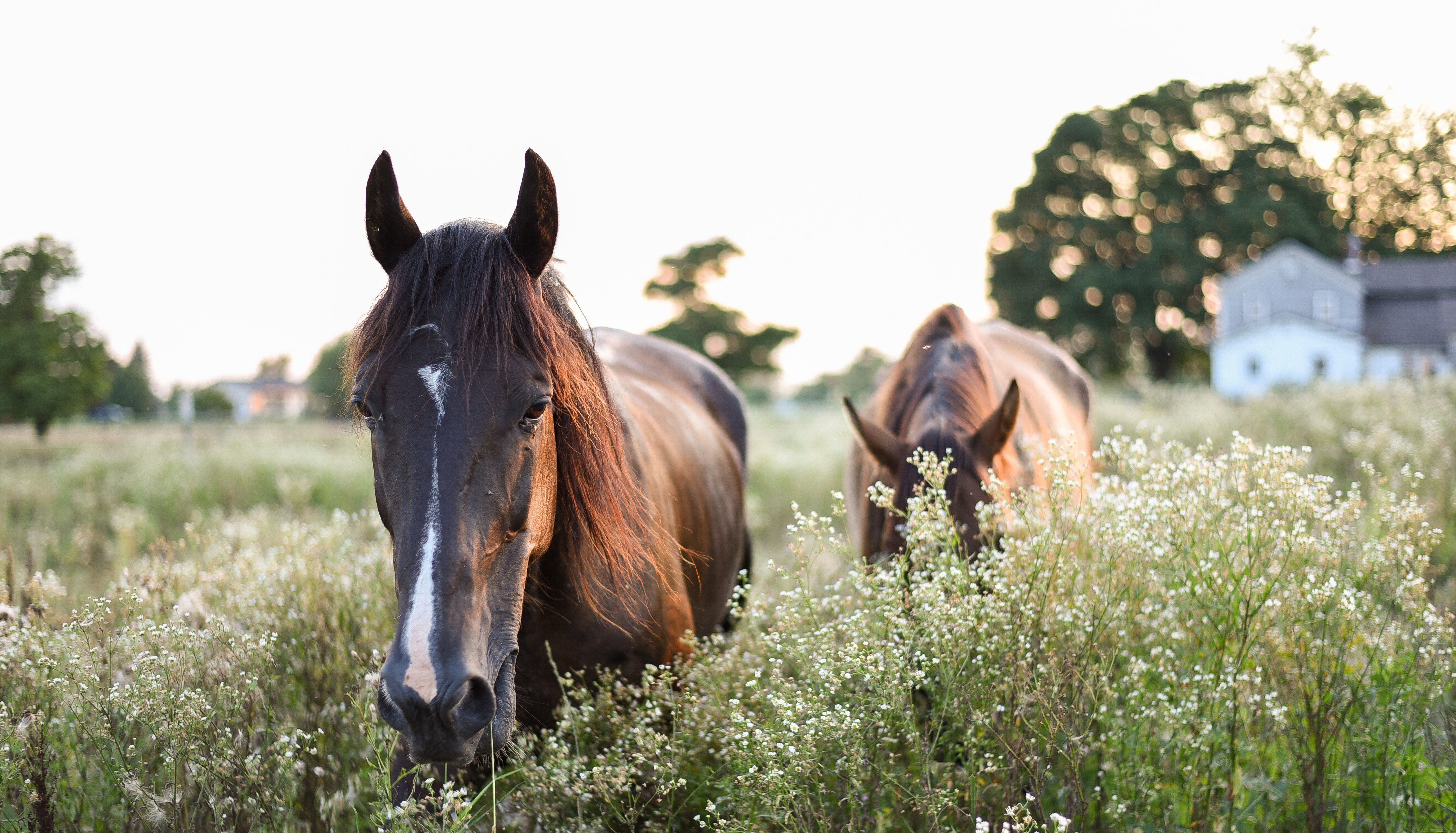 Paarden hoogsensitief