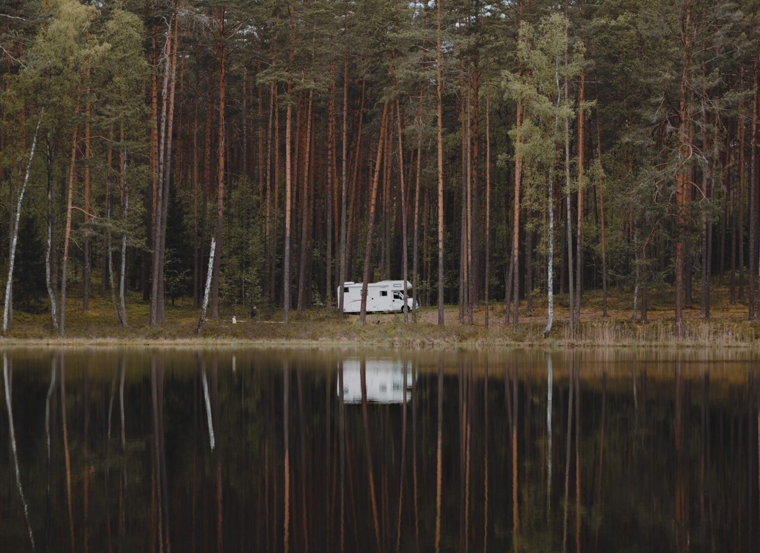 campervan in bos