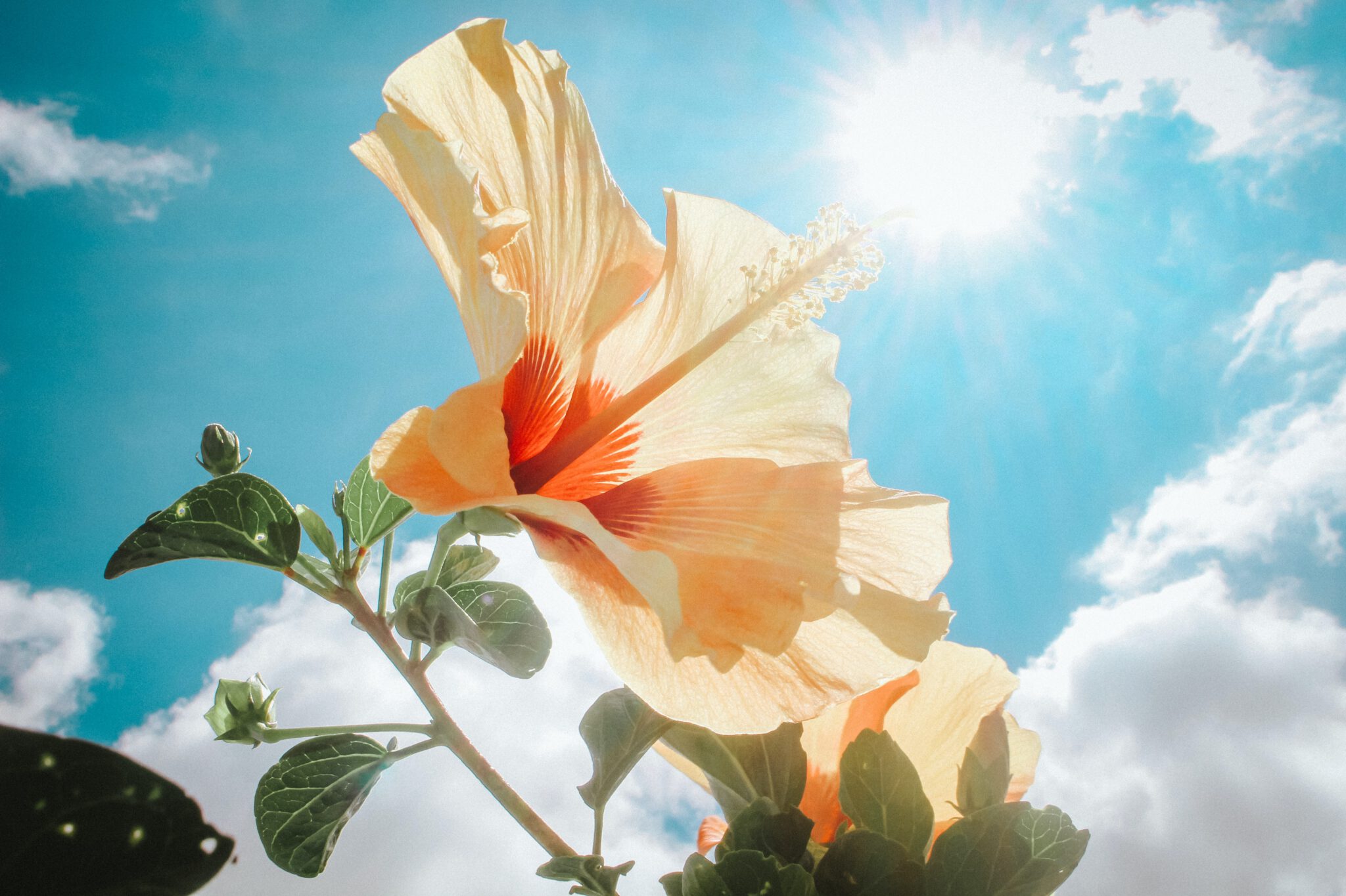 Bloem die verlicht wordt door de zon