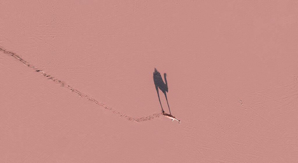 kameel loopt over roze vlakte