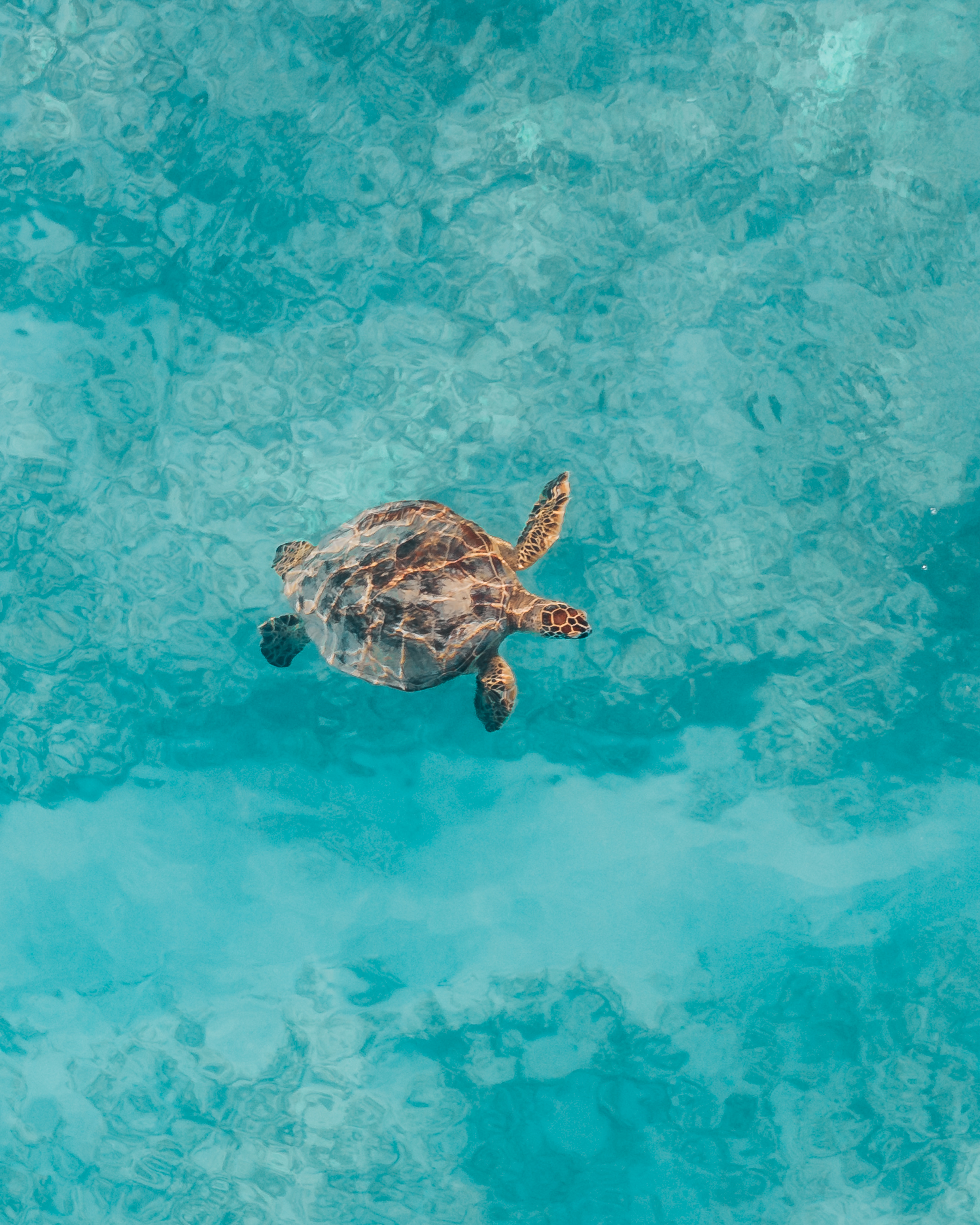 Zeeschildpad zwemmend in blauw water