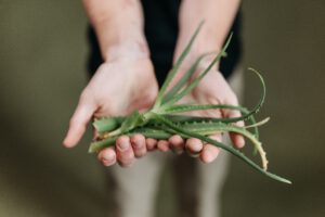 gezondheidsvoordelen van aloe vera op je huid