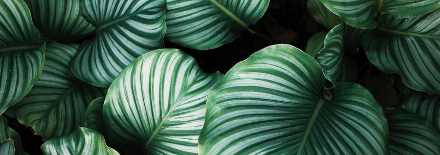 Deze 7 planten overleven het op een kantoor zonder daglicht