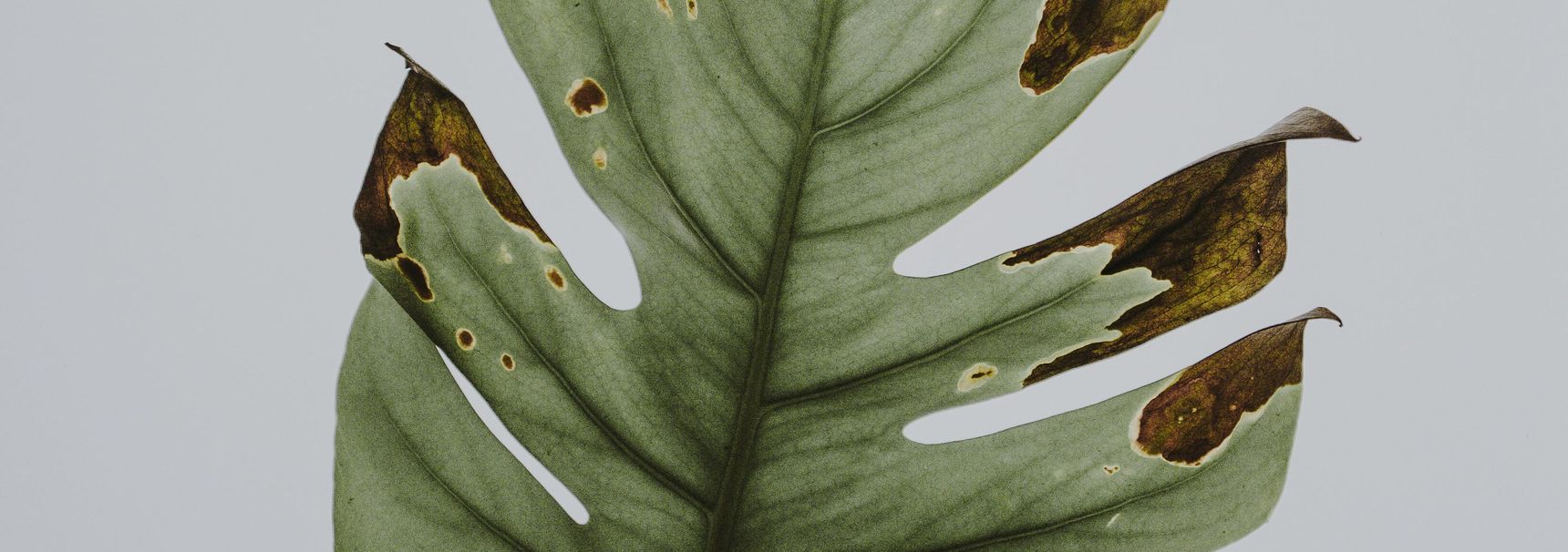Waarom krijgt mijn Monstera ineens bruine vlekken?