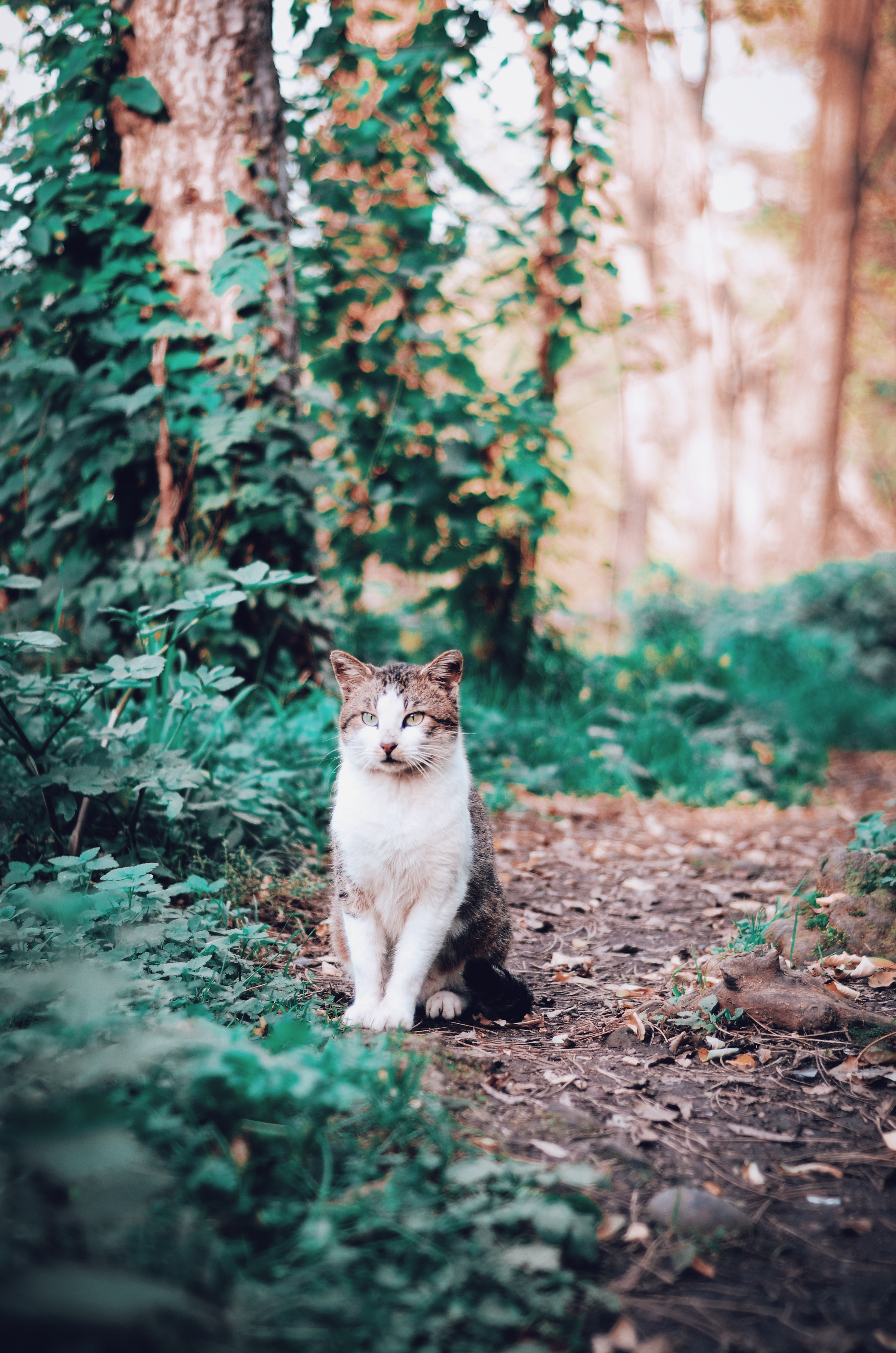 planten katten uit tuin houden