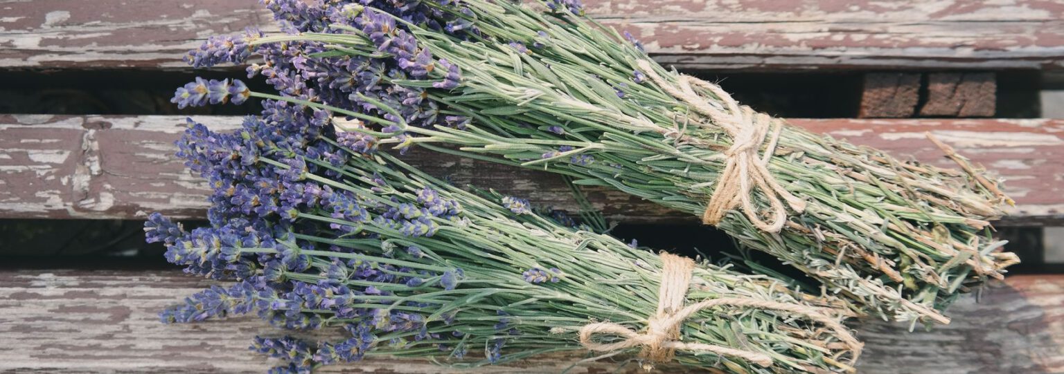 droog bloemen lavendel