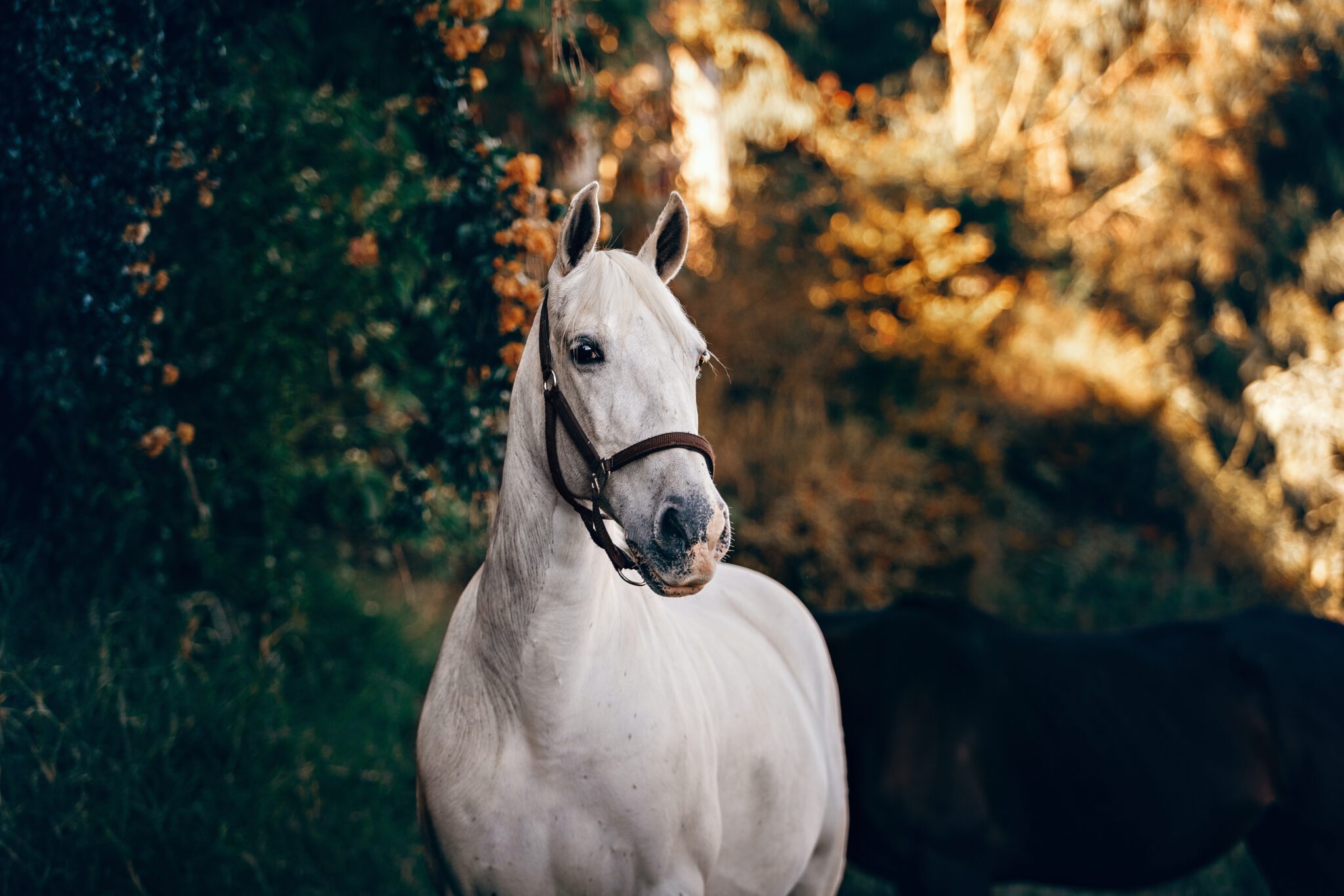 paard als spirit animal