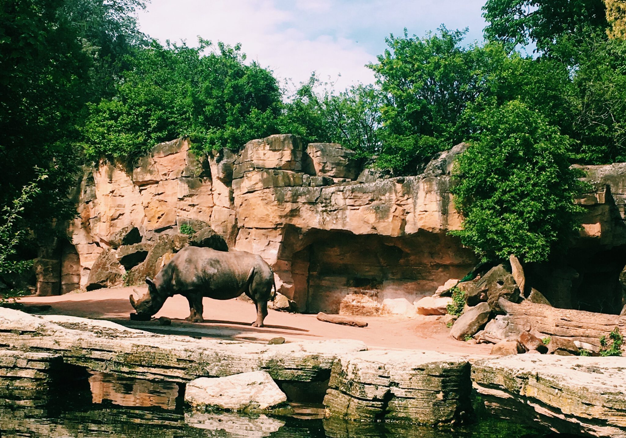 neushoorn die met uitsterven wordt bedreigd