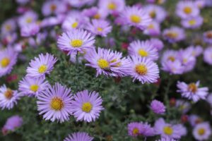 herfstige tuin paarse bloemen