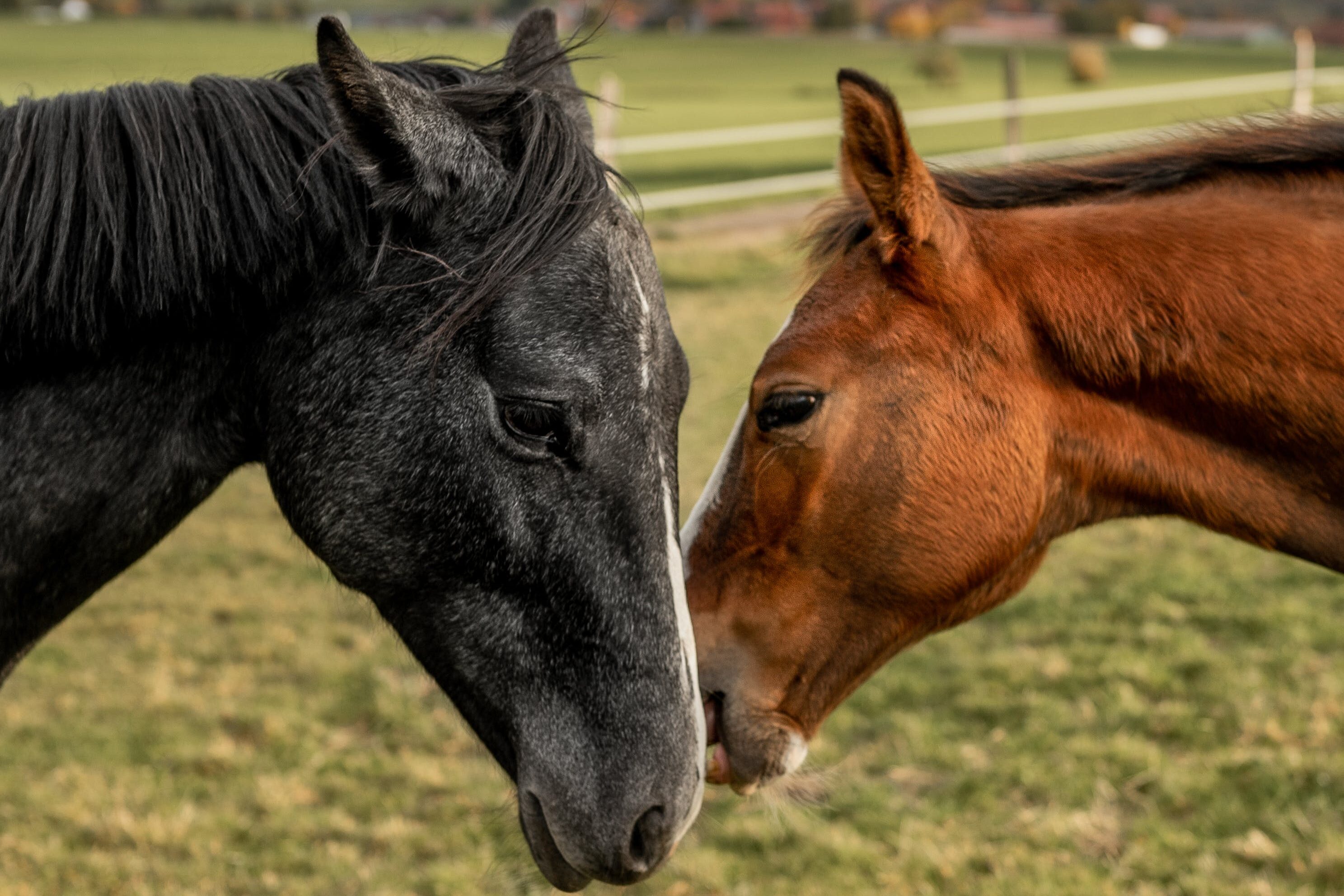 Dit is de spirituele betekenis van het paard
