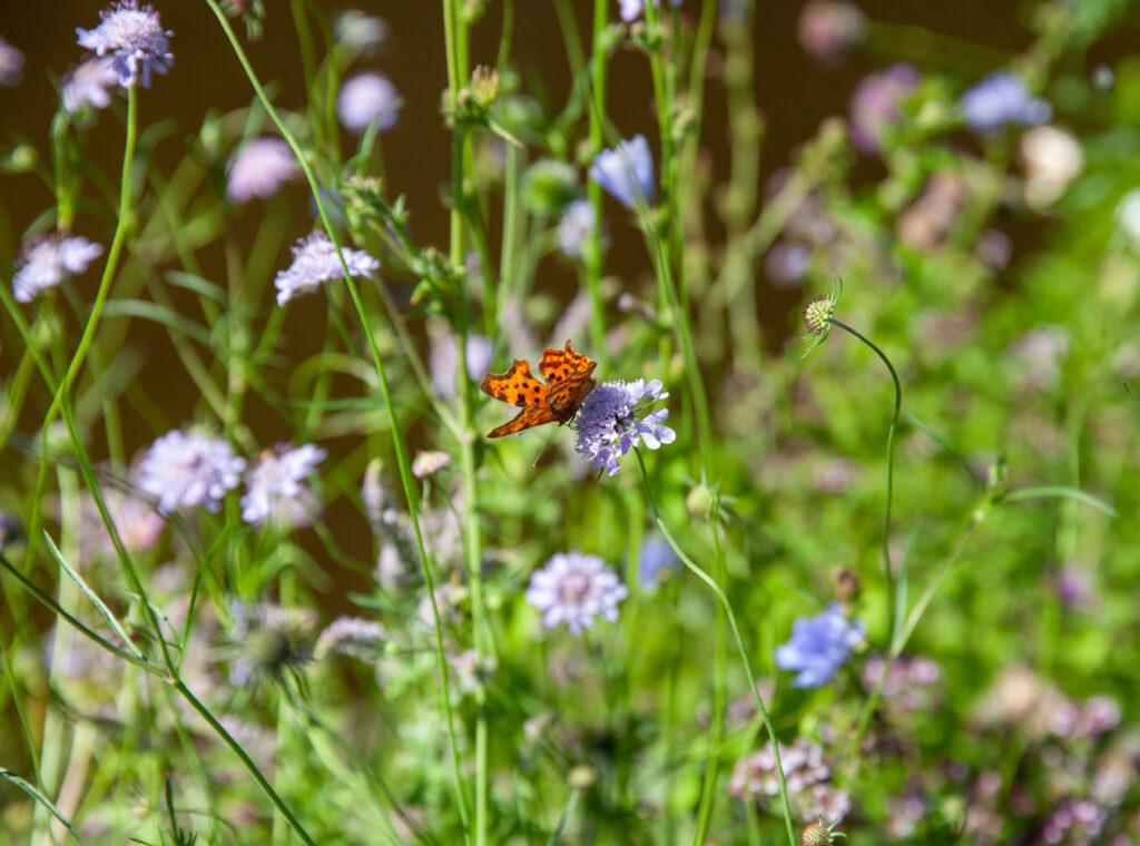 klimaatbestendige tuin