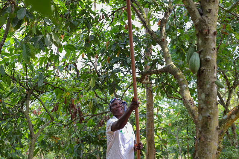 Rainforest Alliance